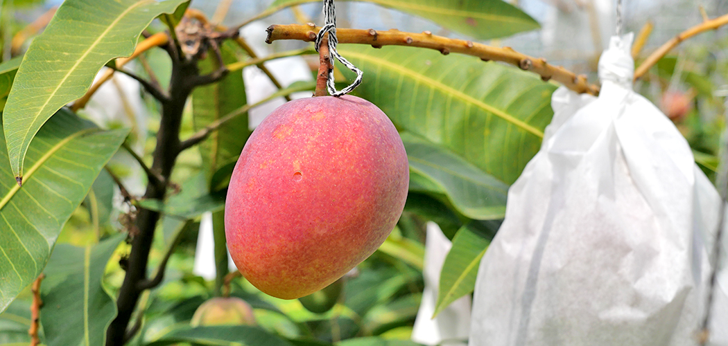 ギリギリまで樹で熟成させたマンゴー